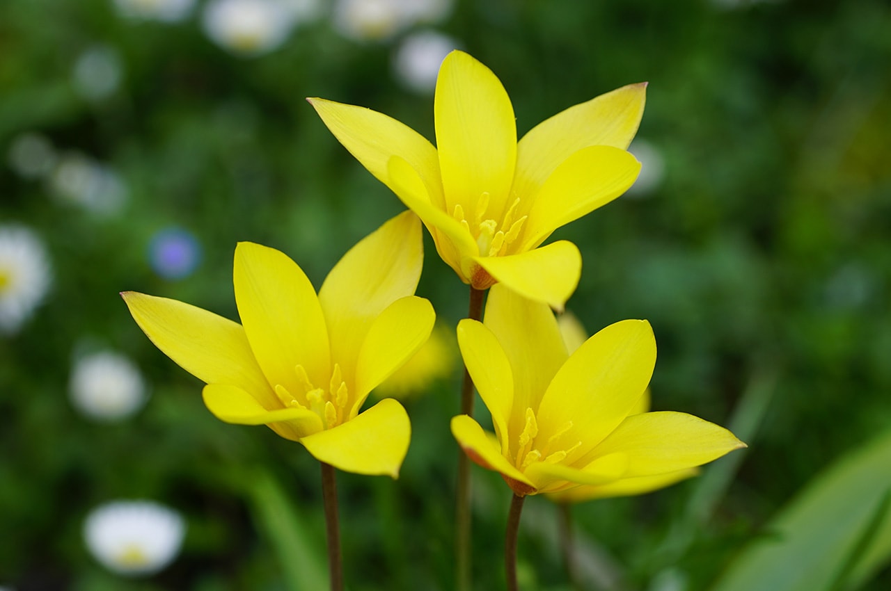 Wild Yellow Tulips
