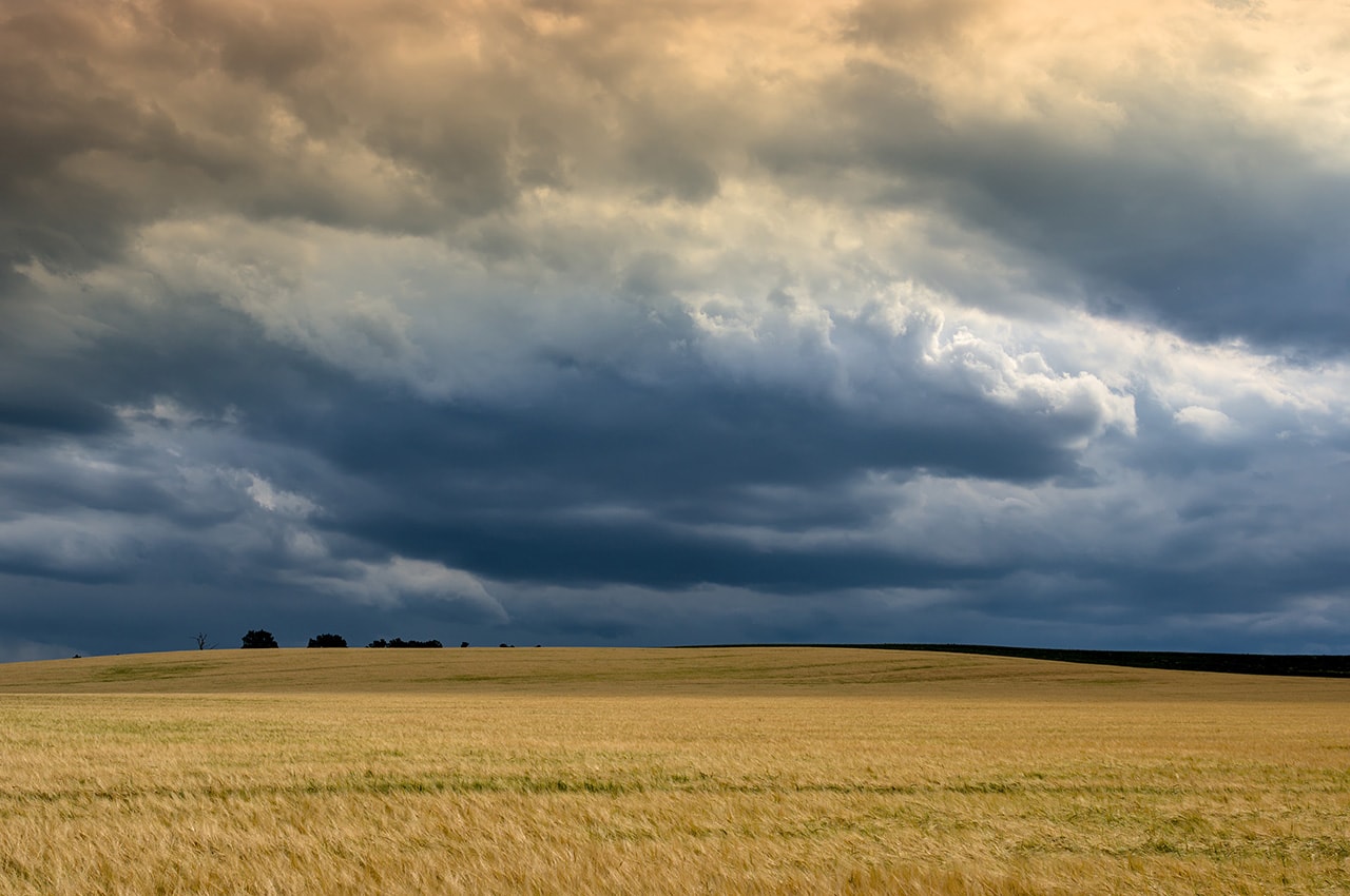 Storm Clouds Golden Wheat Field