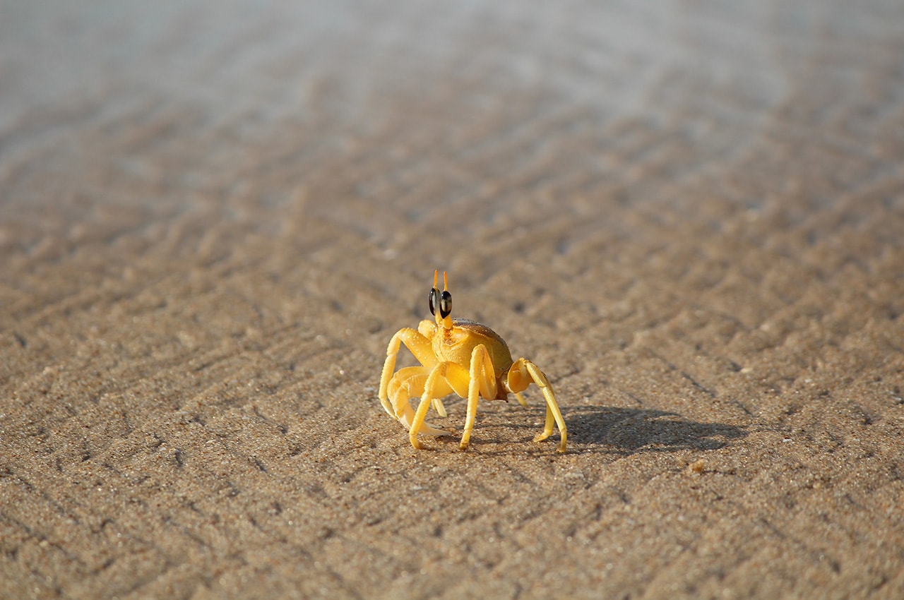Crab