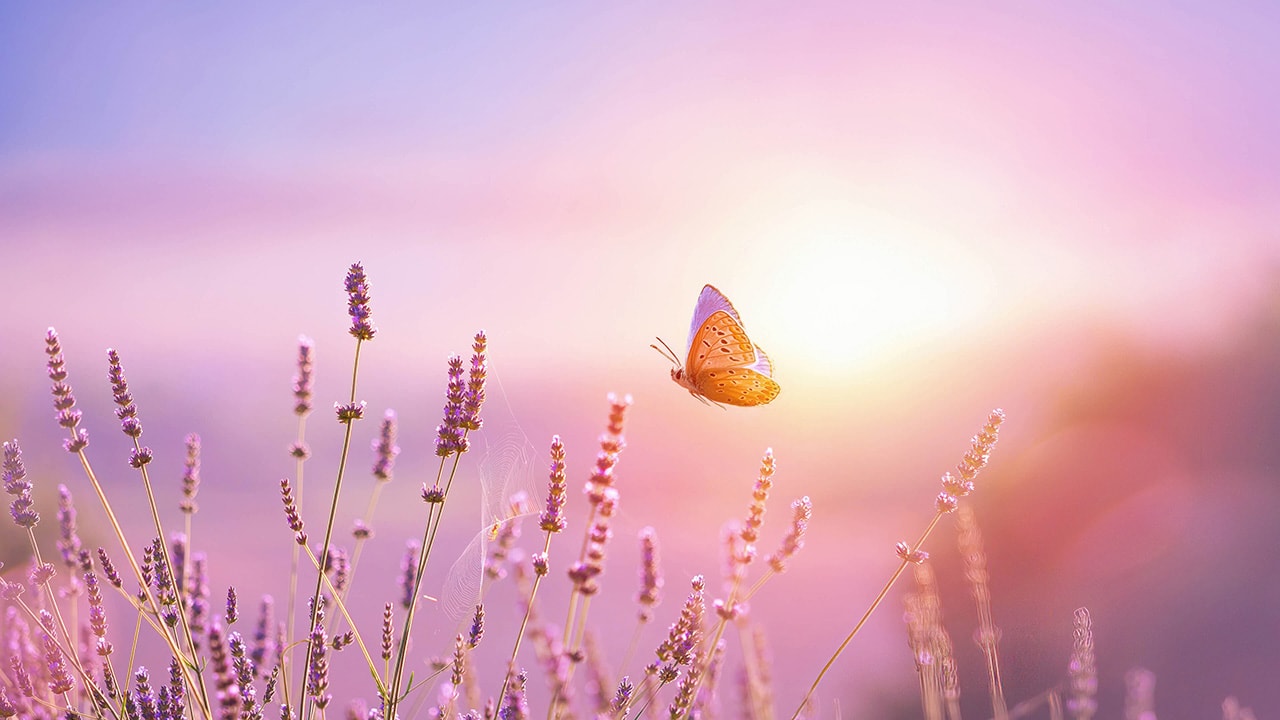 Sunrise Butterfly Lavender Flowers
