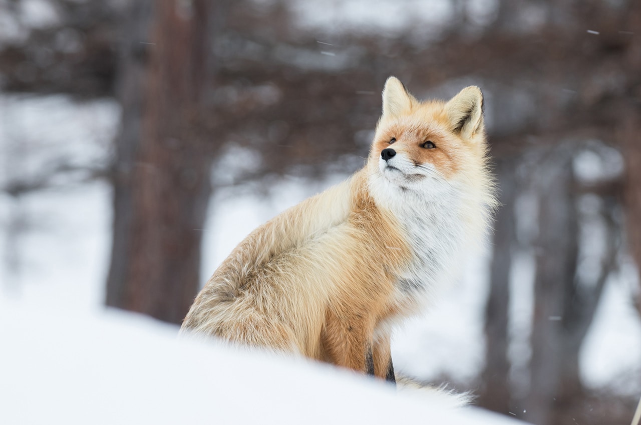 Fox in Snow