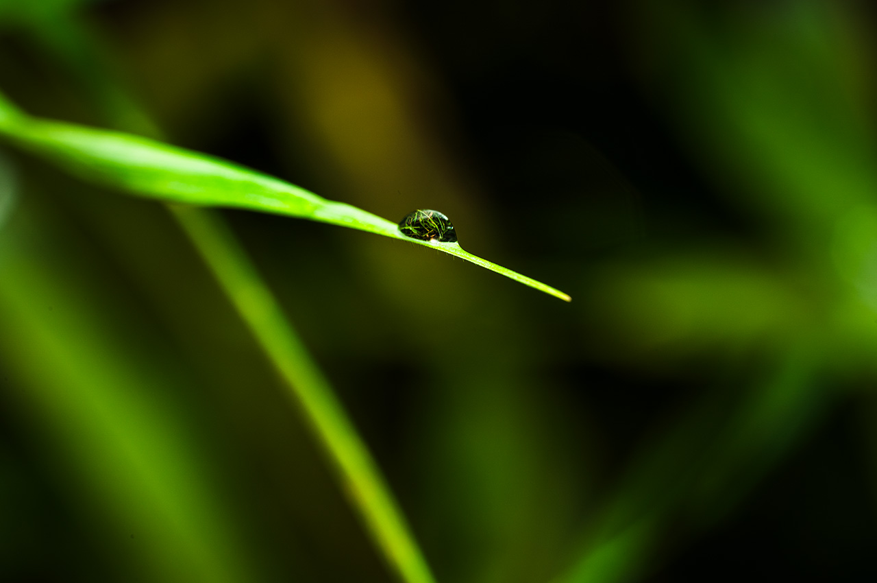 Raindrop Grass