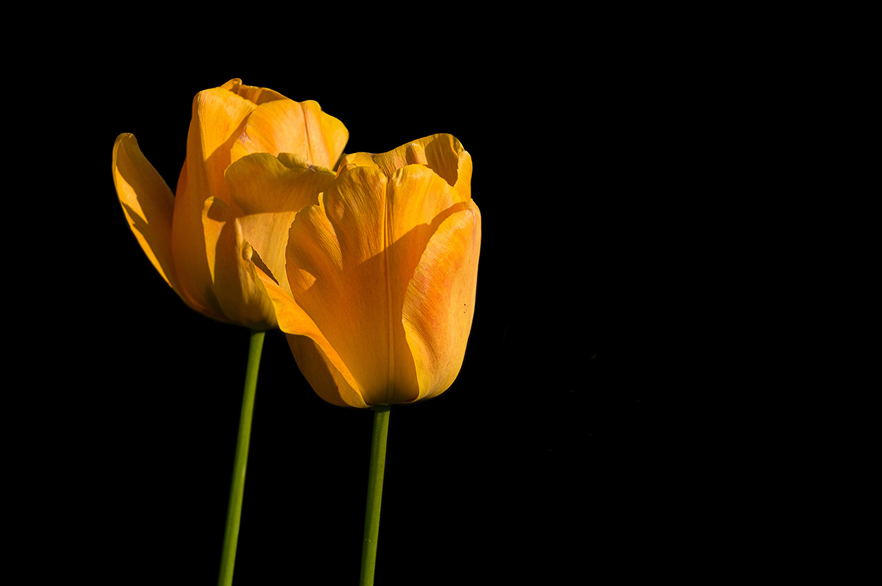 Yellow tulips