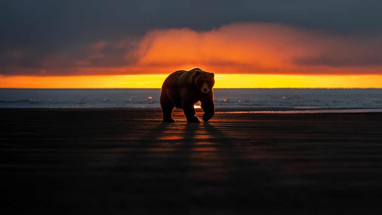 Sunset Bear