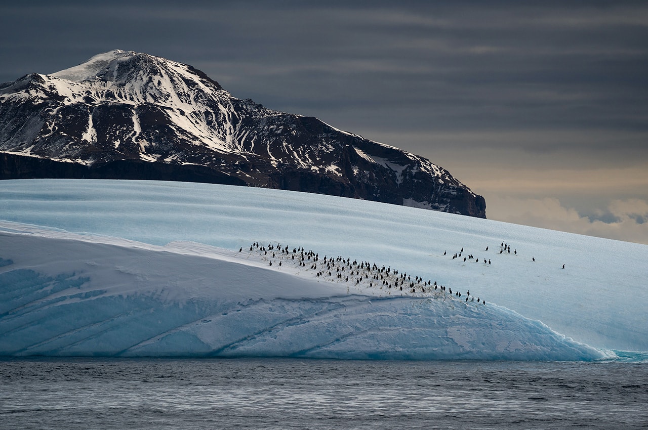 Glacier Penguins