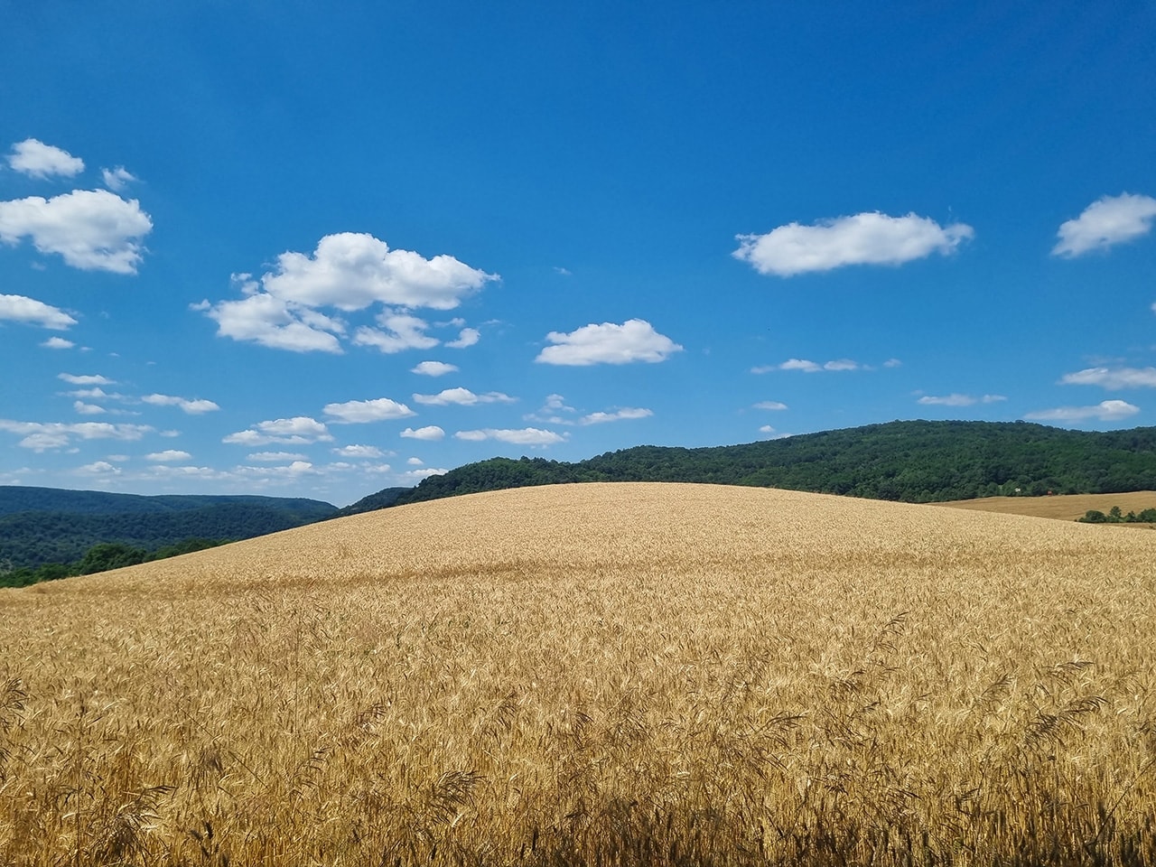 Golden Wheat Field