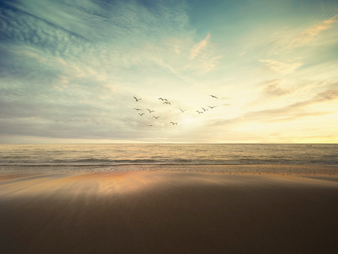 Beach Seagulls