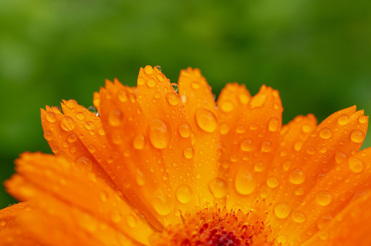 Orange Flower Water Drops