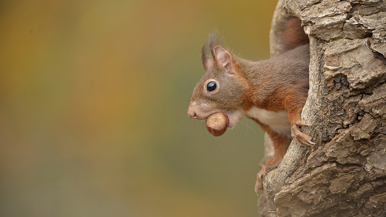 Squirrel Chestnut