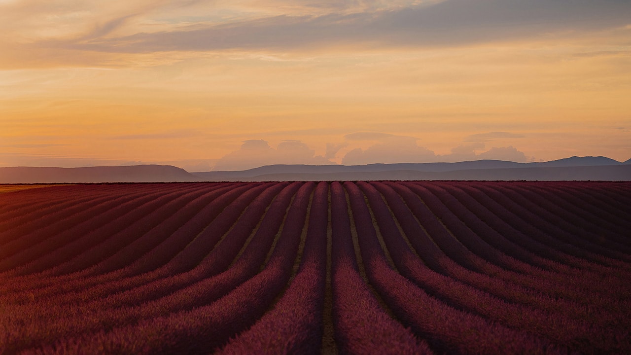 Sunset Lavender Field