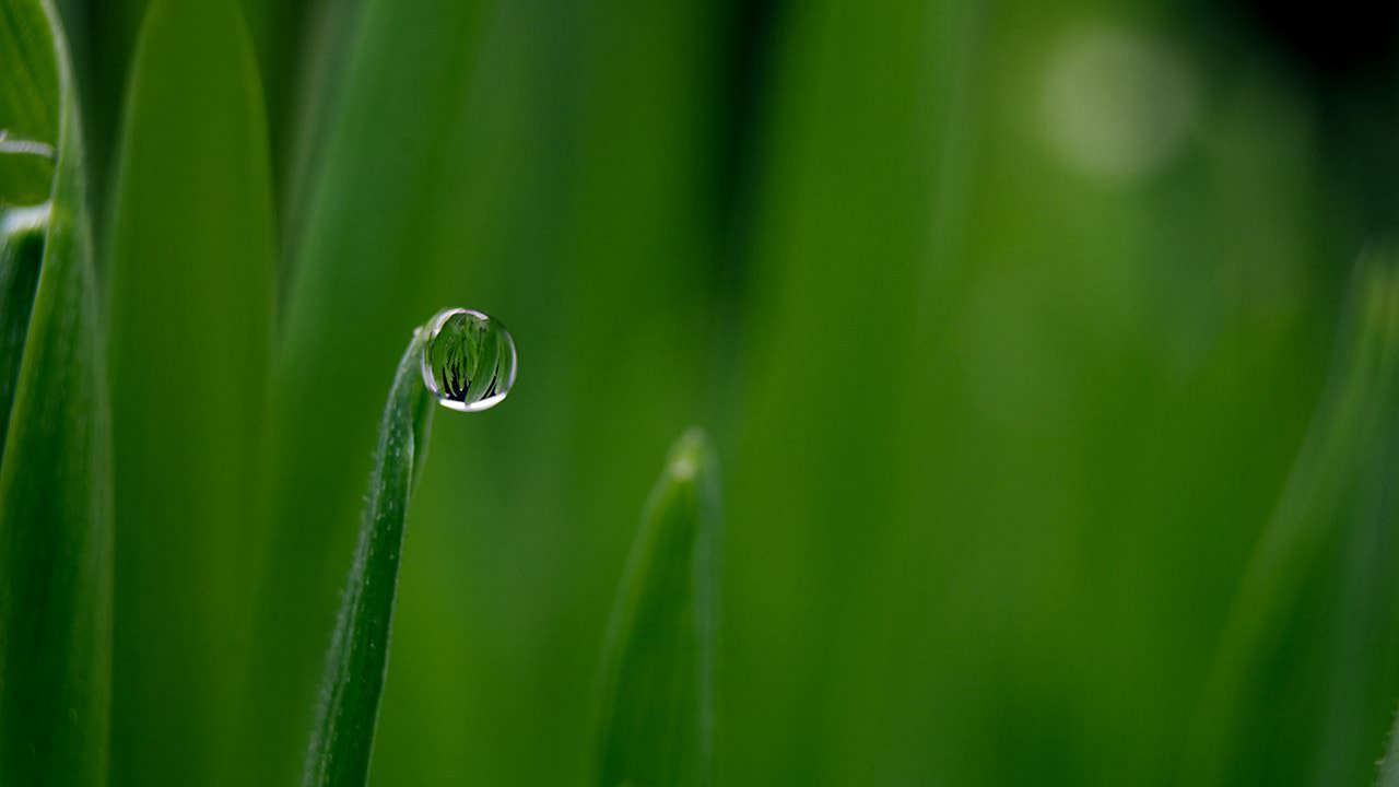 Green Plants Water Drop