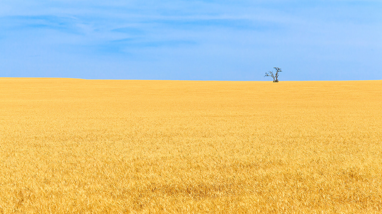 Lone Tree on Golden Wheat Field