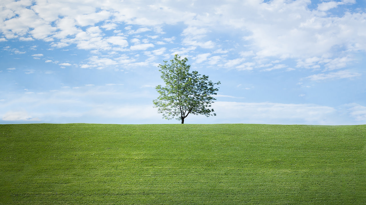 Lone Tree on Green Hill