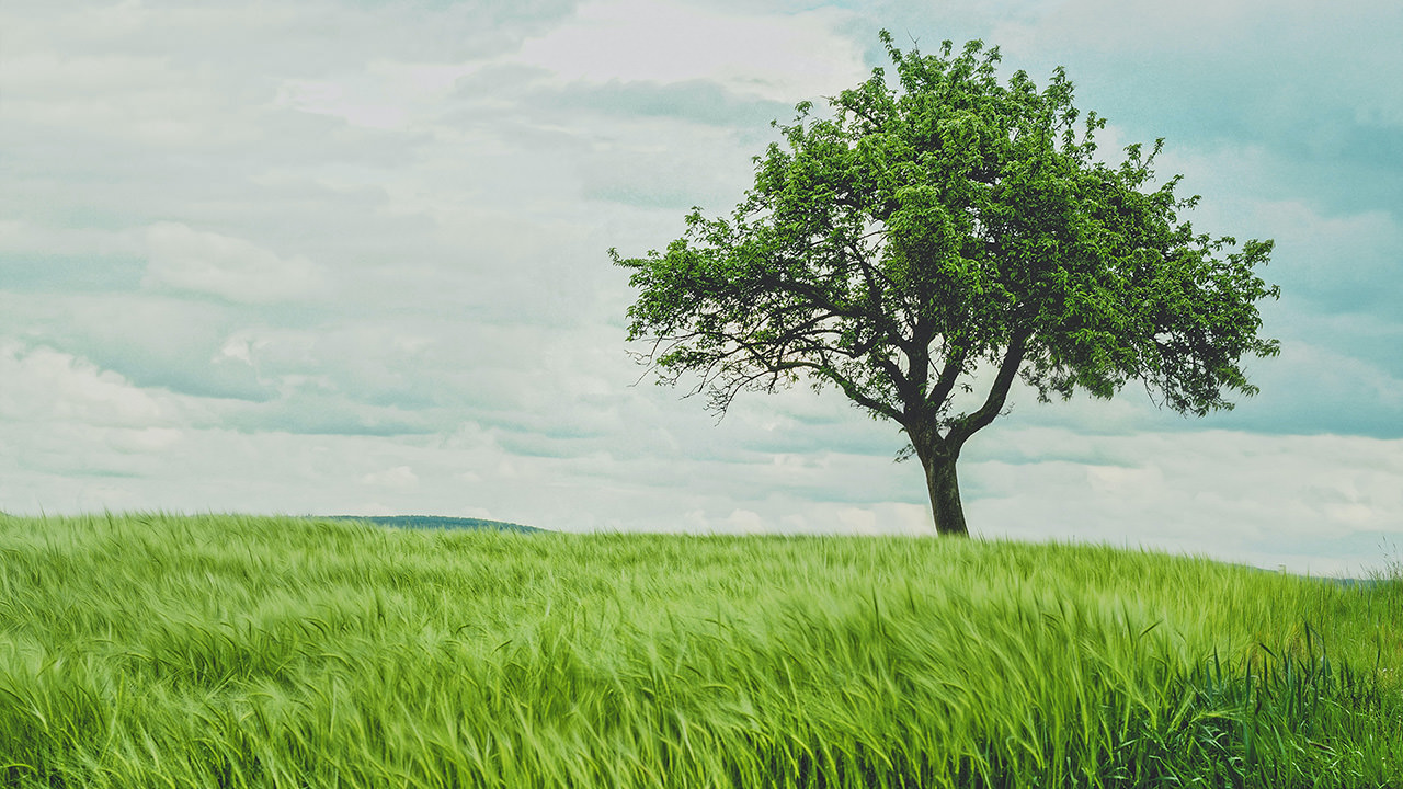 Tree in Green Wheat Field