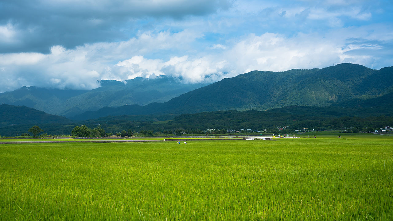 Taiwan Rice Fields