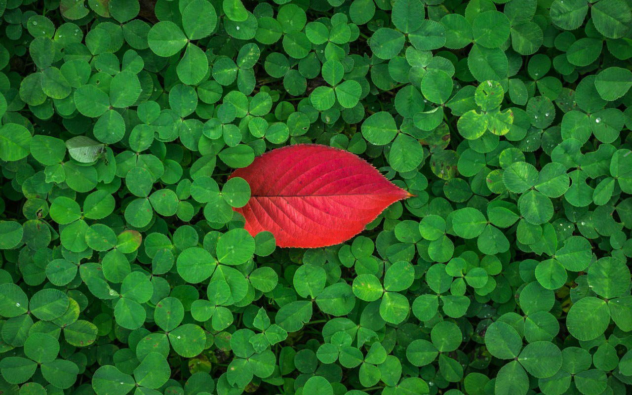 Clover and Leaf