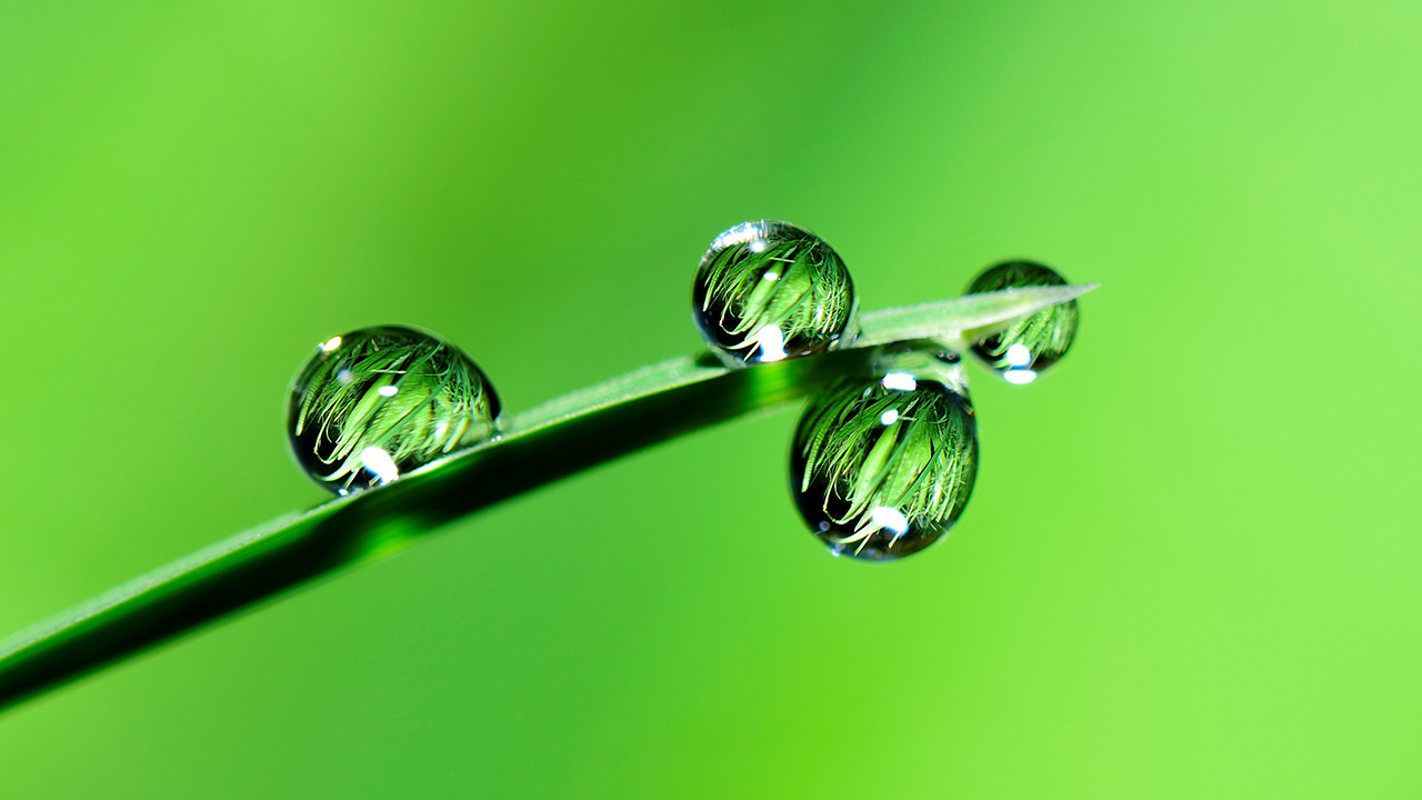 Green Plant Water Drop