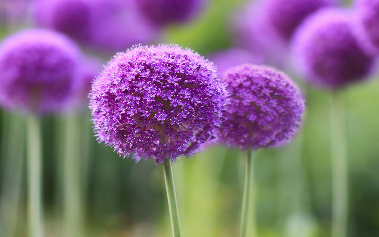 Purple Onion Flower