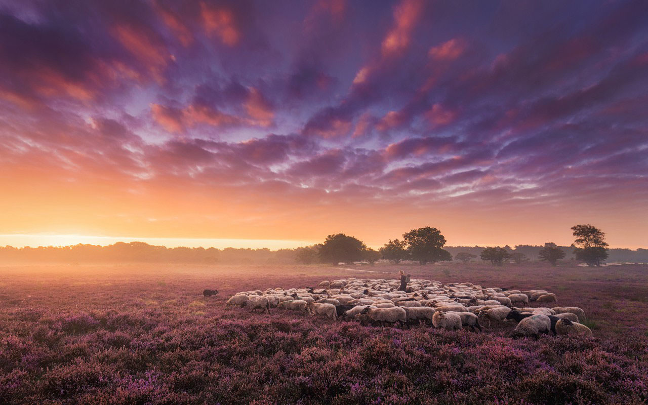 Sheep Flock Landscape