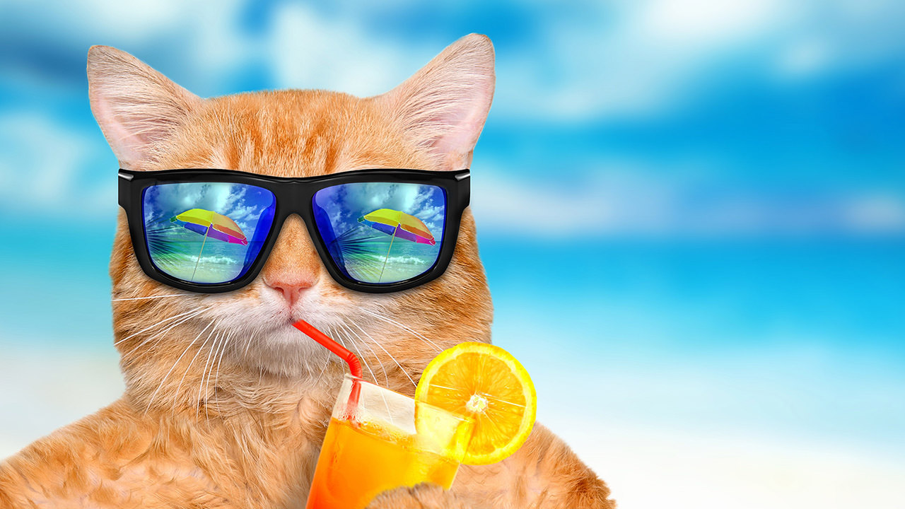 Cat in Summer Vacation