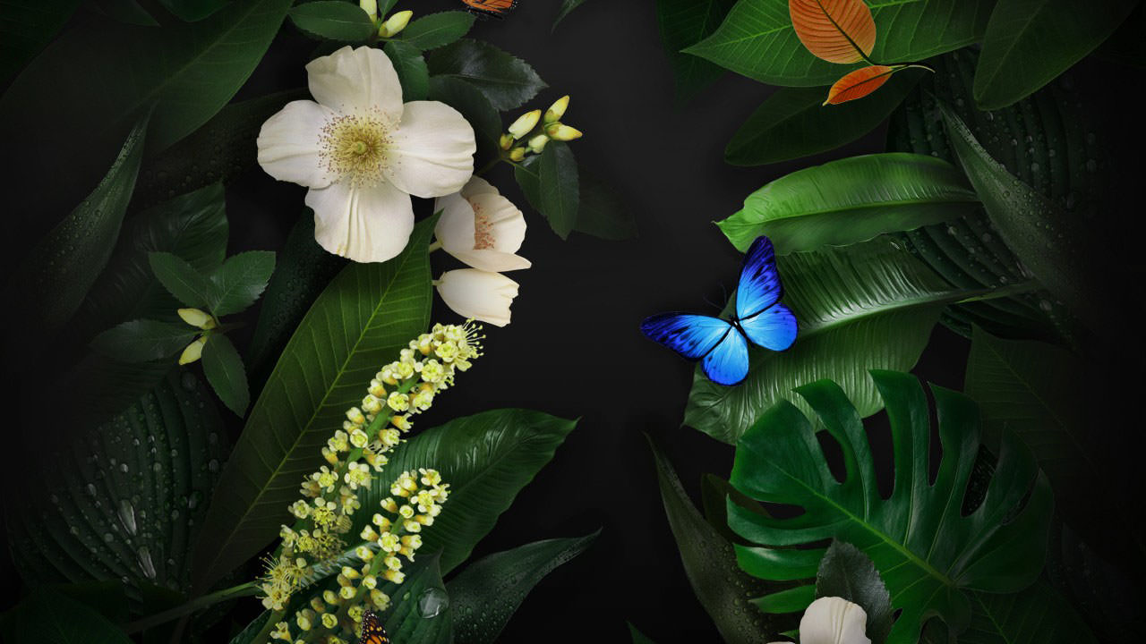 Flowers Butterfly