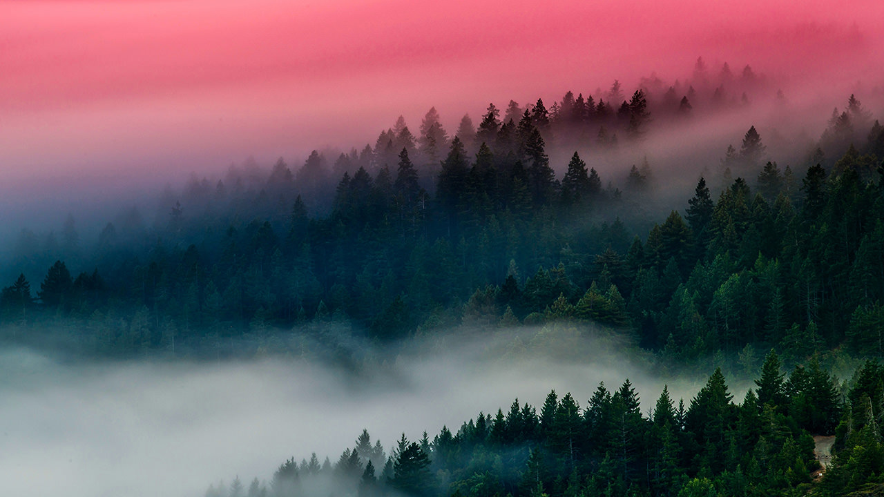 Sunrise Foggy Forest