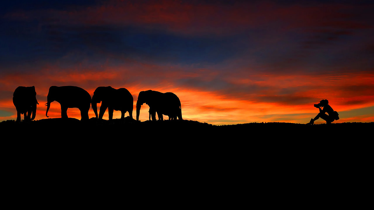 Elephants Photographer Silhouette