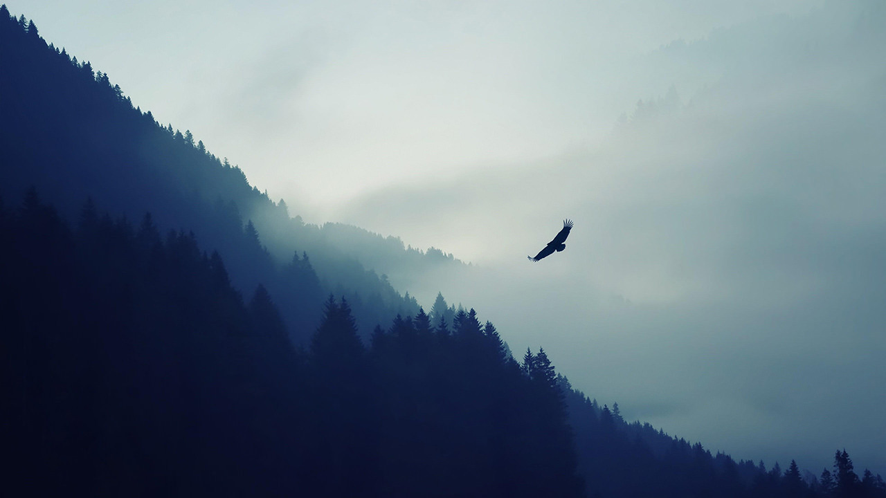 Eagle over the Forest