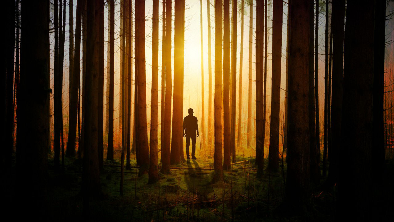 Alone In Forest Sunset