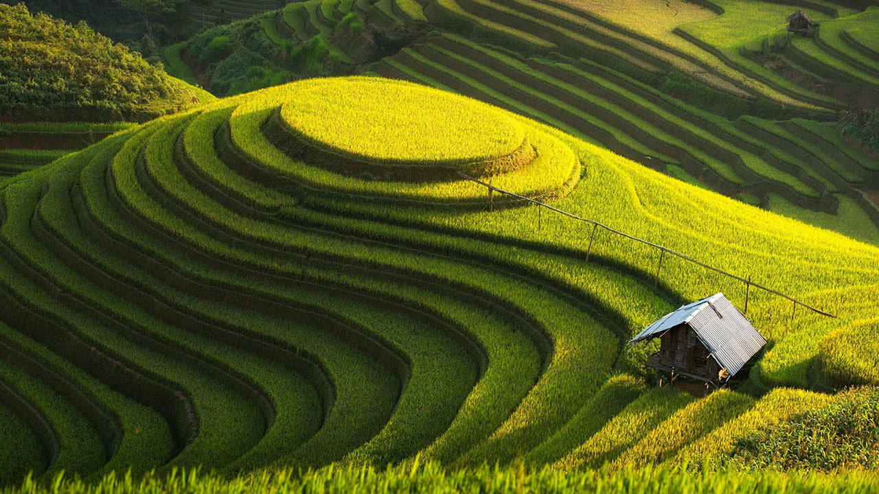 Rice Terrace Fields