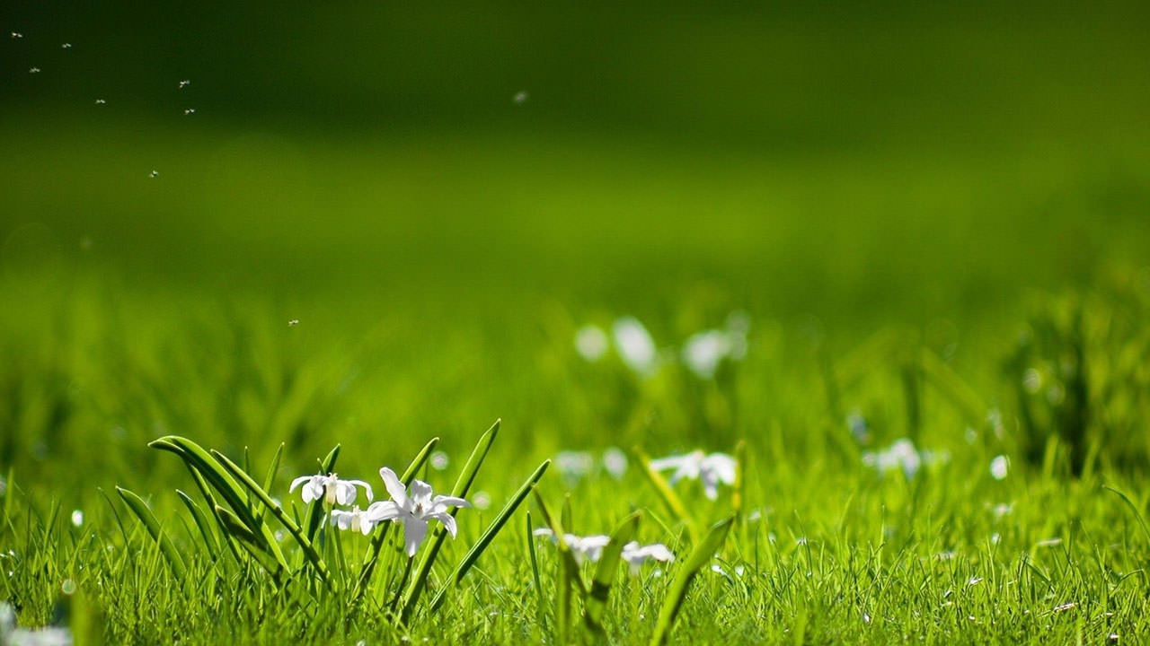 White Flowers in the Green Grass