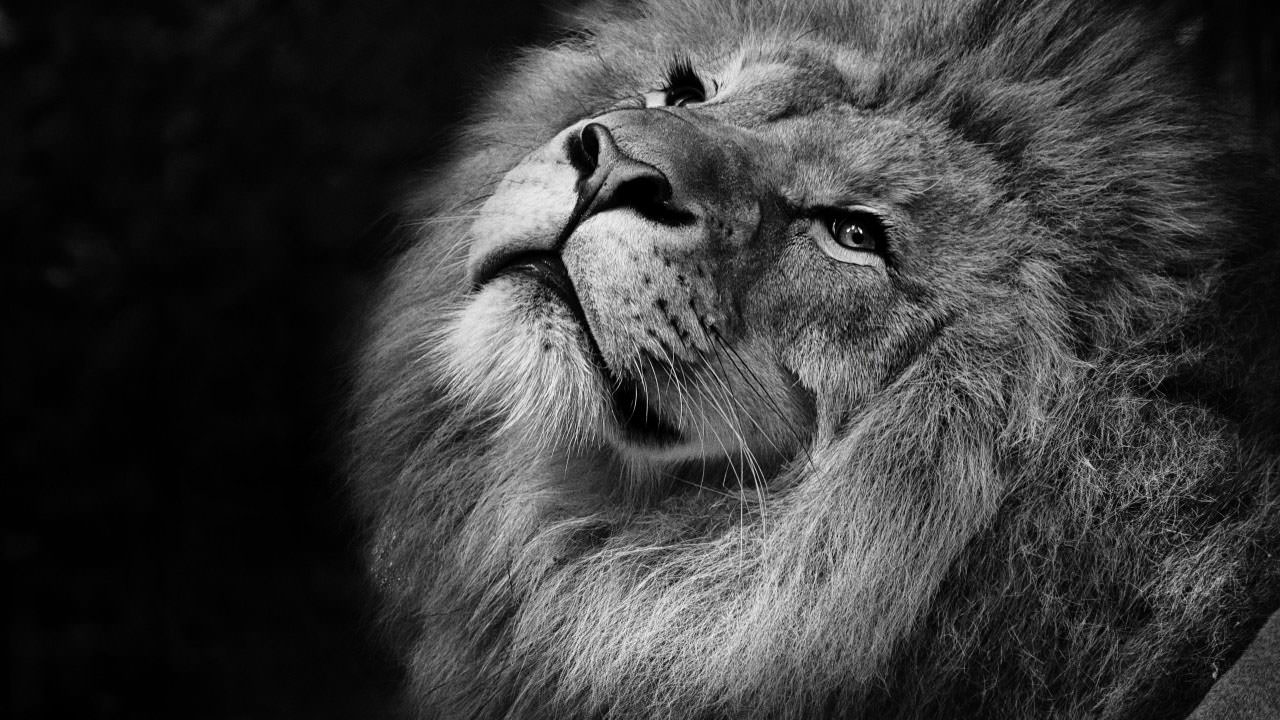 Lion Monochrome