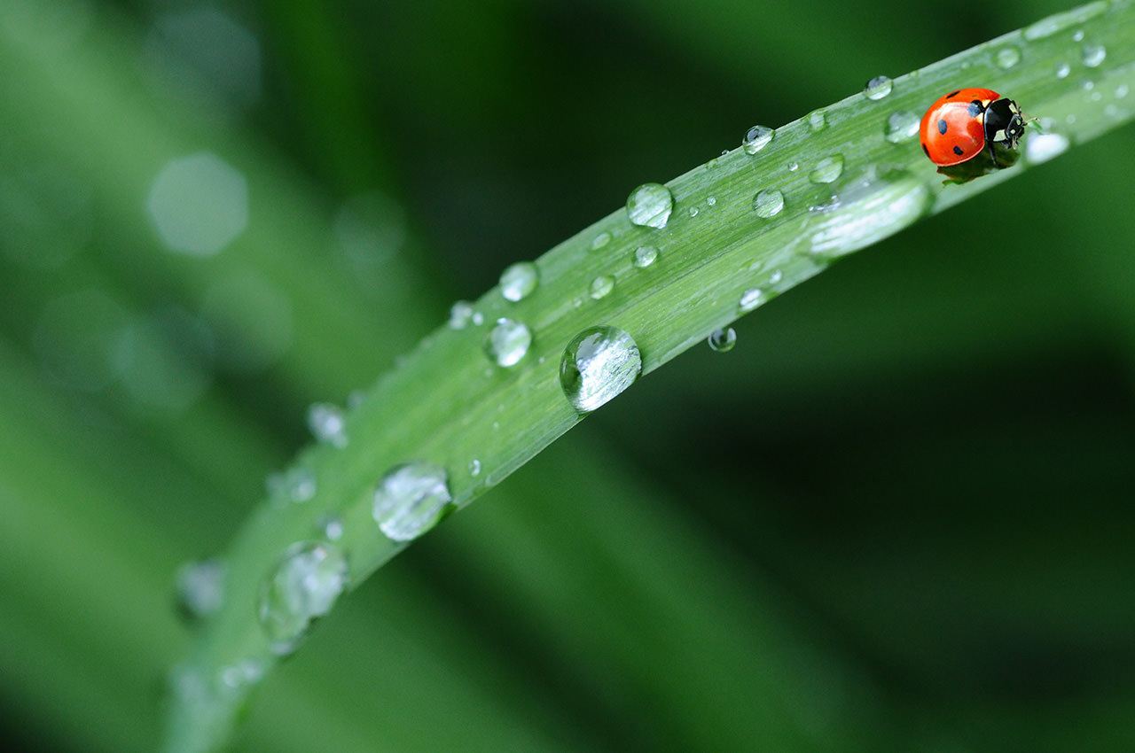 Dewdrops Green Grass Ladybug