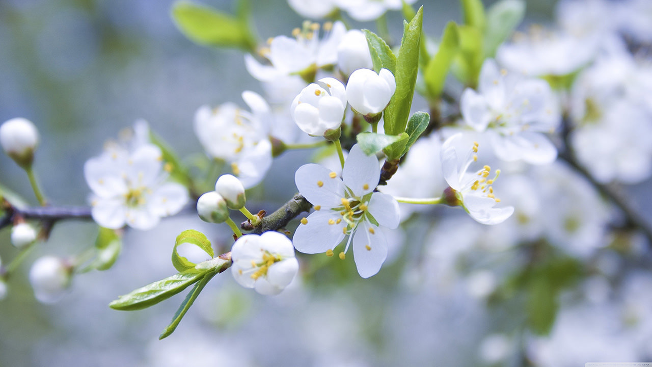 White Flowers