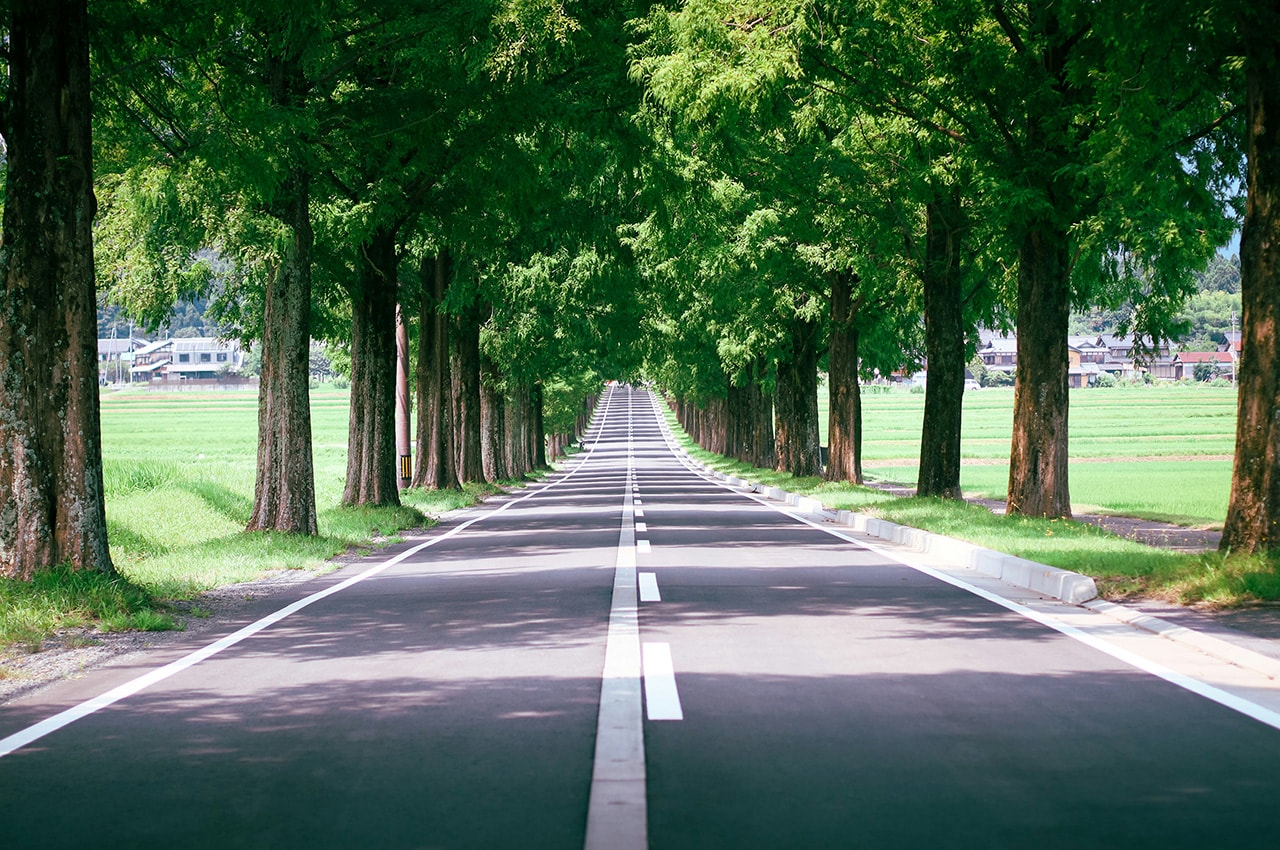 Avenue Metasequoia Trees