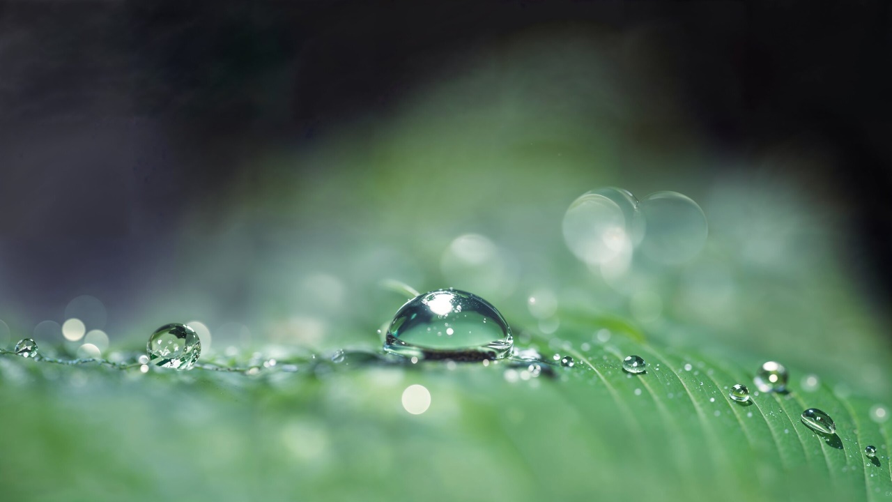Dewdrops on Green Plant