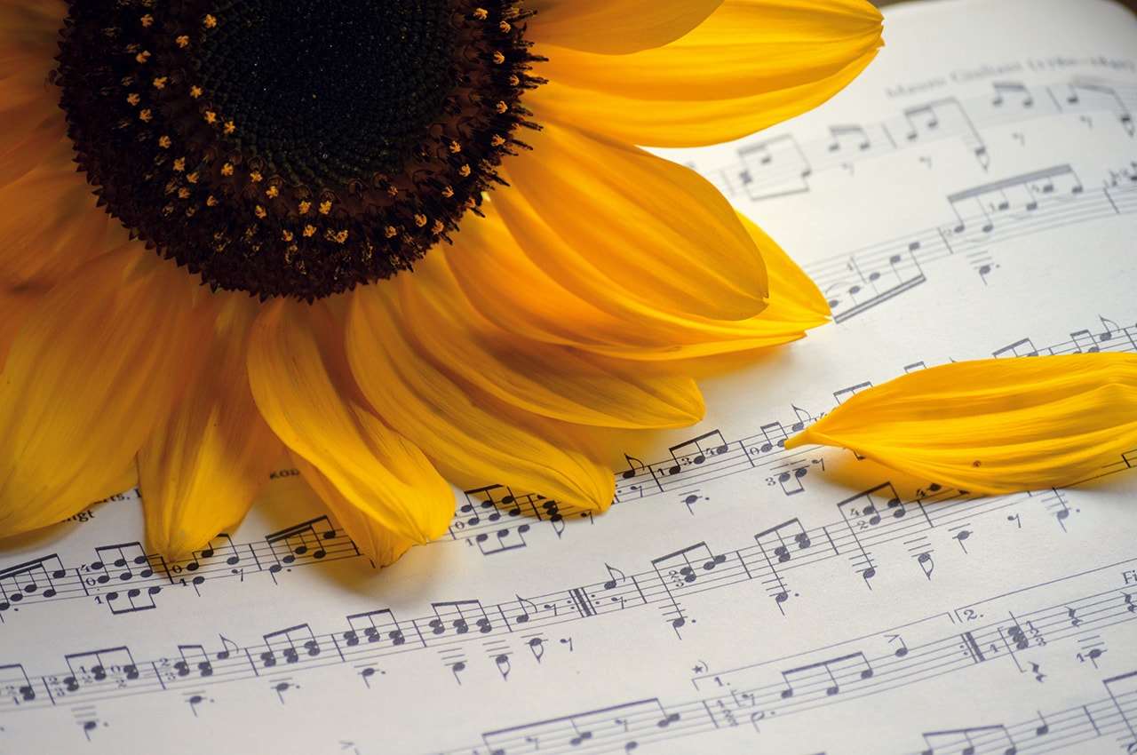 Sunflower Score