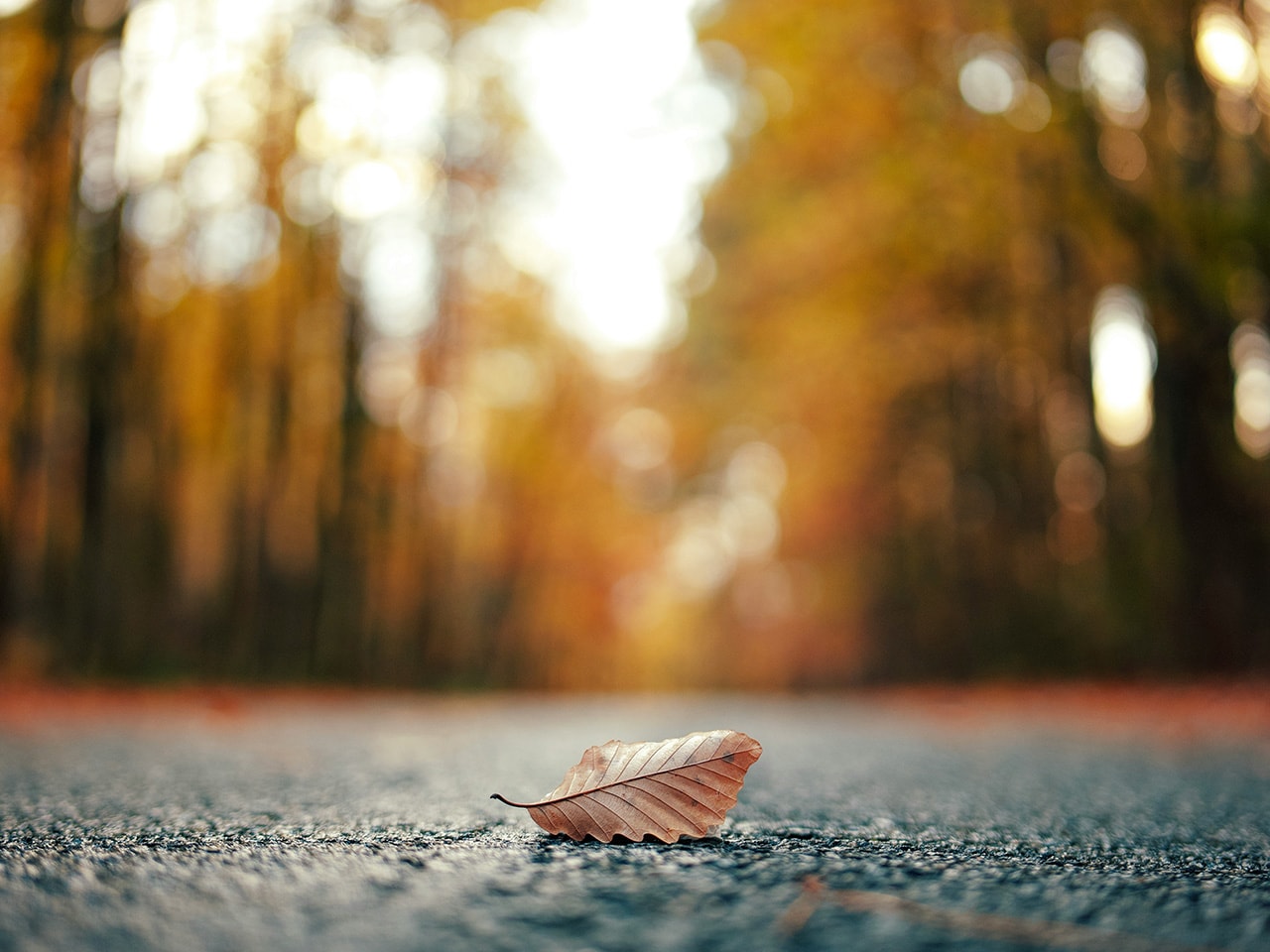 Fallen Leaf