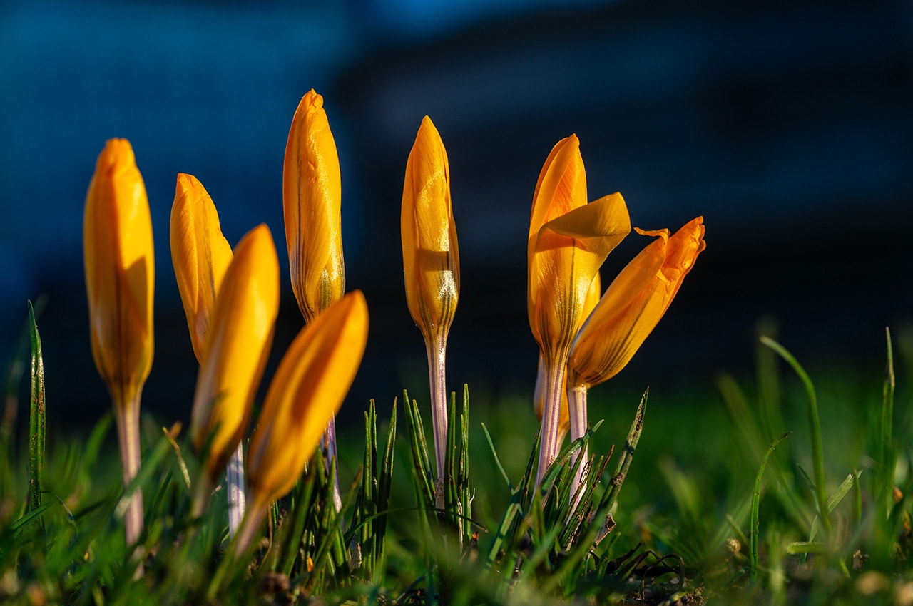 Yellow Crocuses