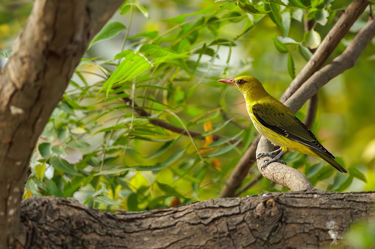 Golden Oriole