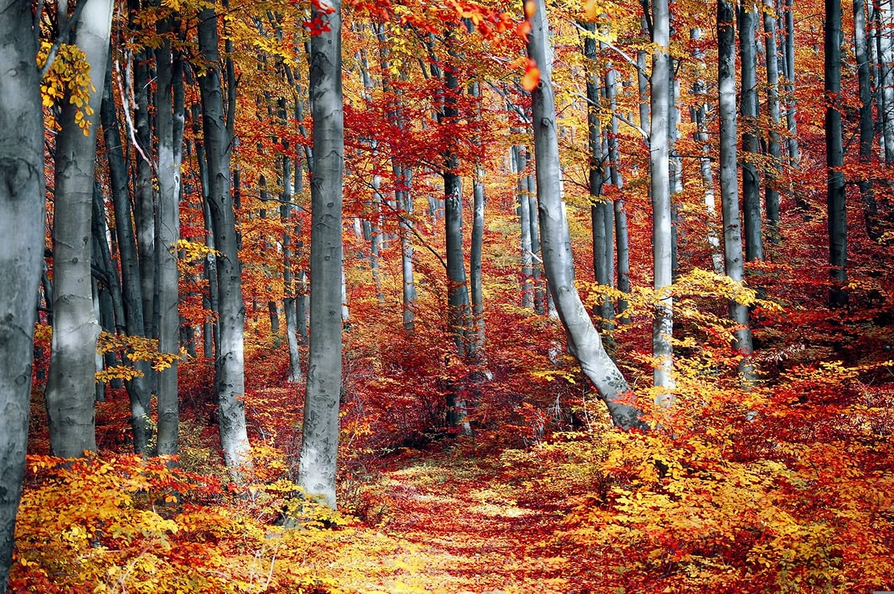 Autumn Forest