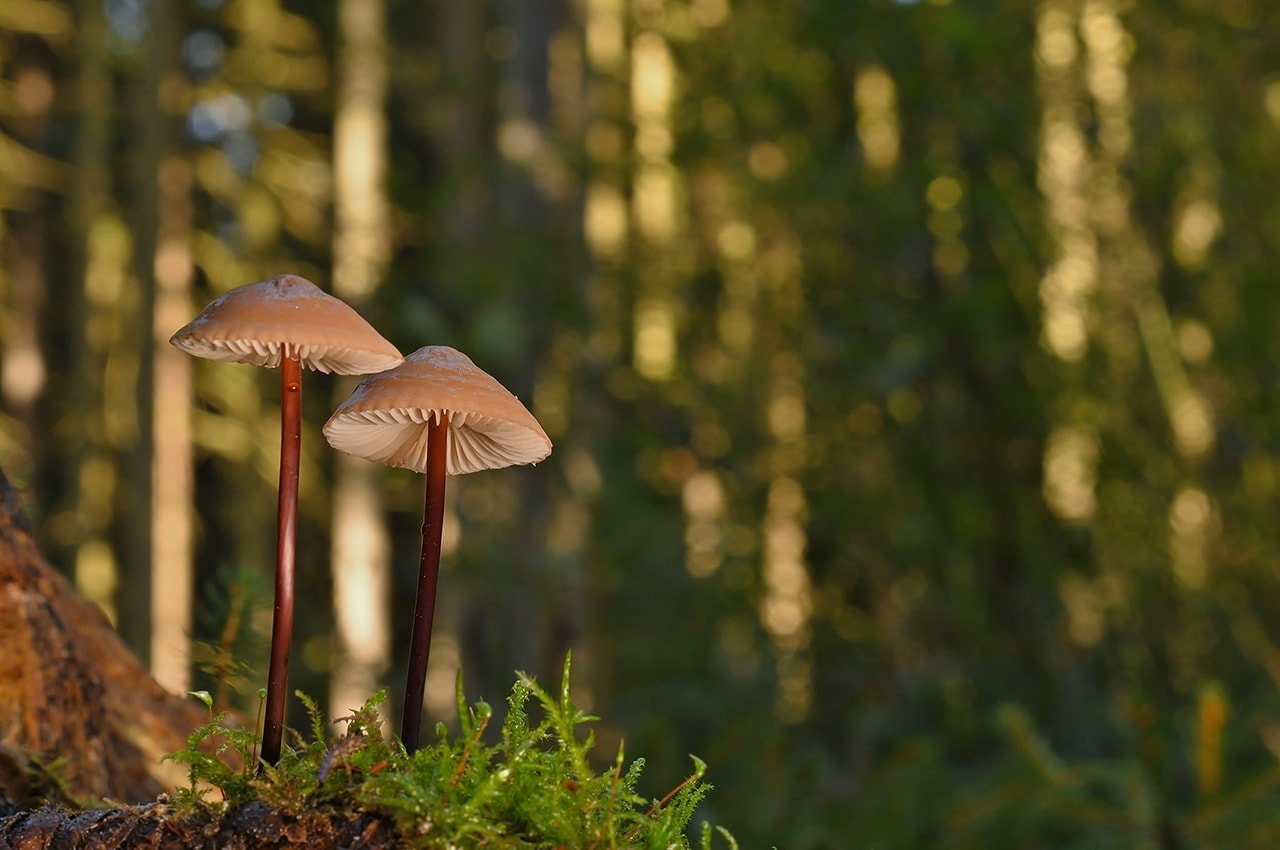 Mushrooms