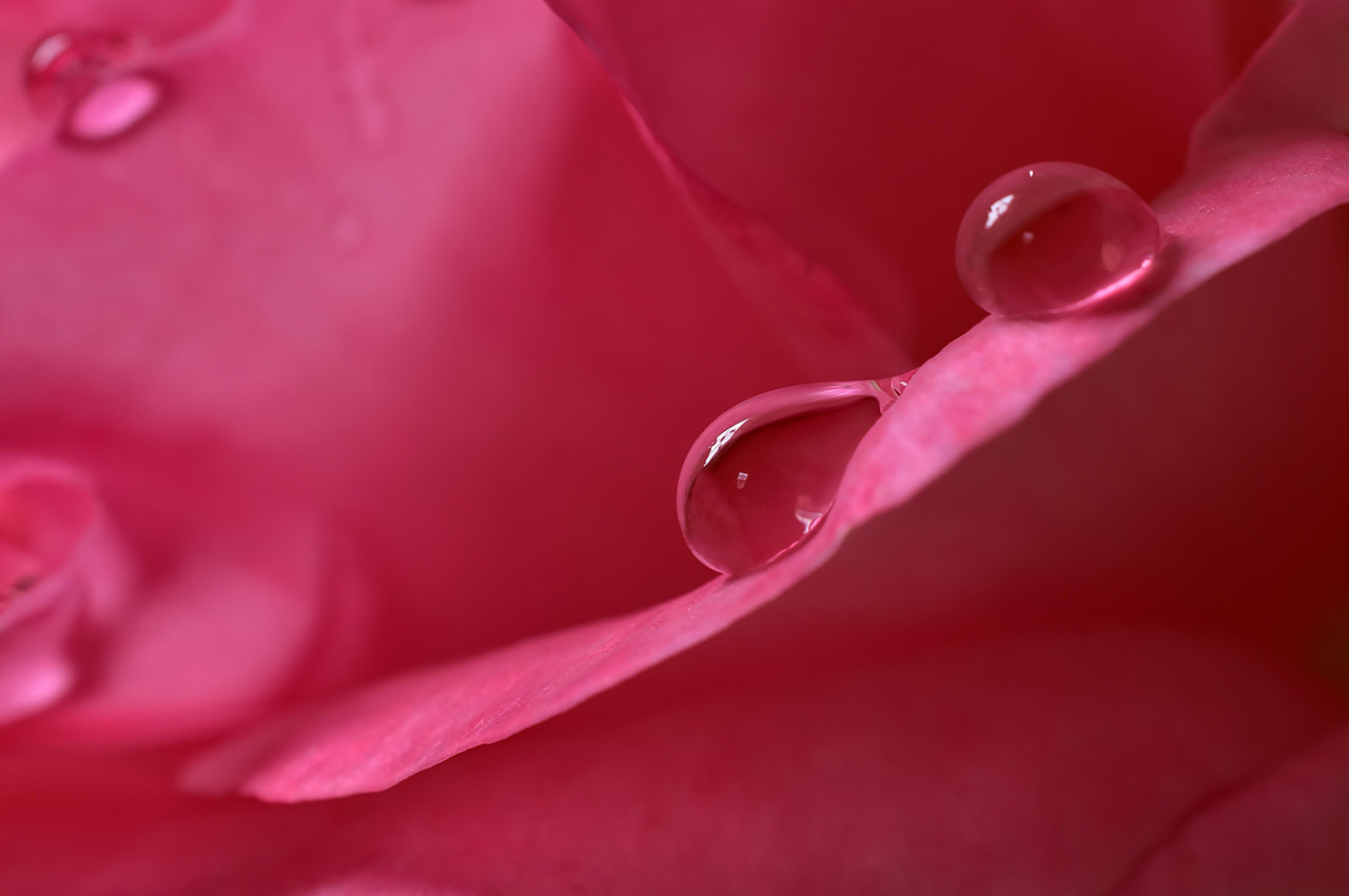 Pink Petals Droplets