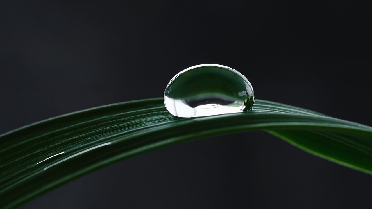 Water Drop on Leaf