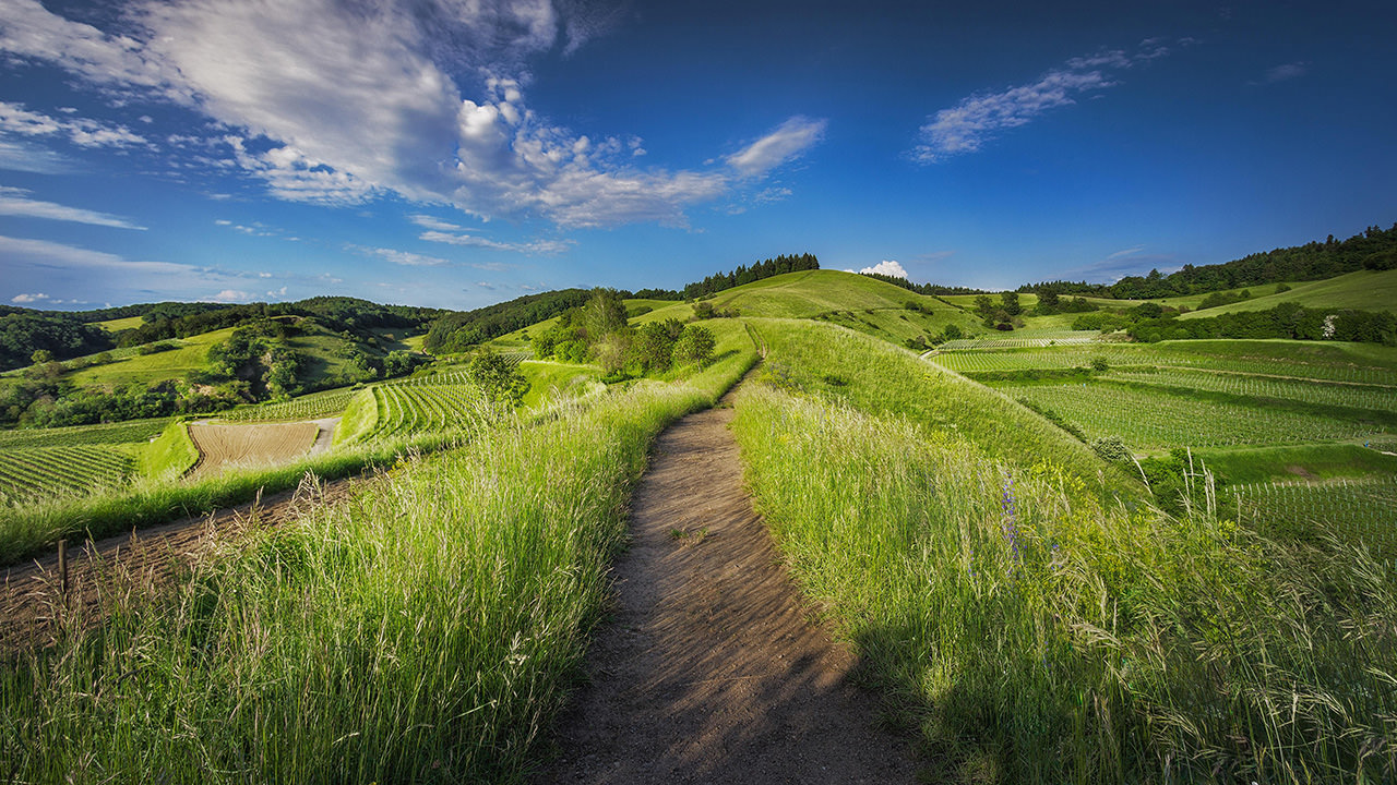 Countryside Grass Path
