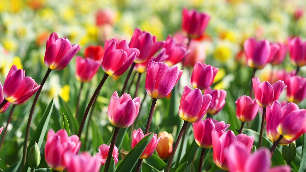 Pink Tulips