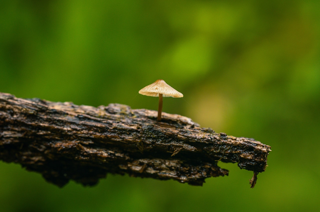Mushroom