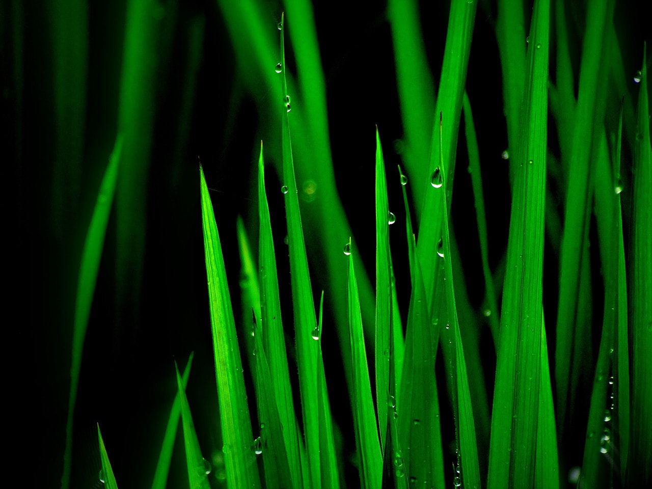 Green Plants Dewdrop