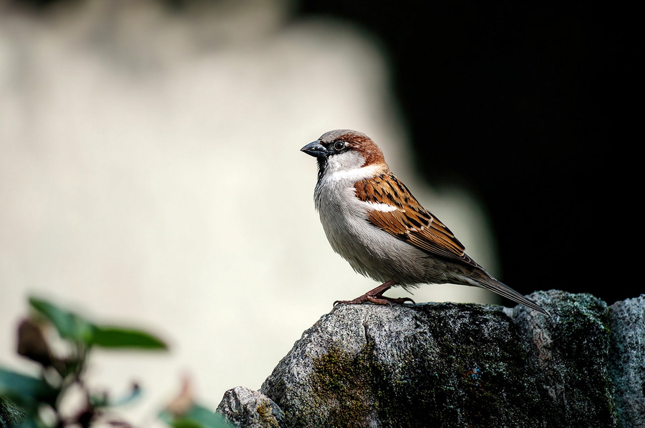 Sparrow