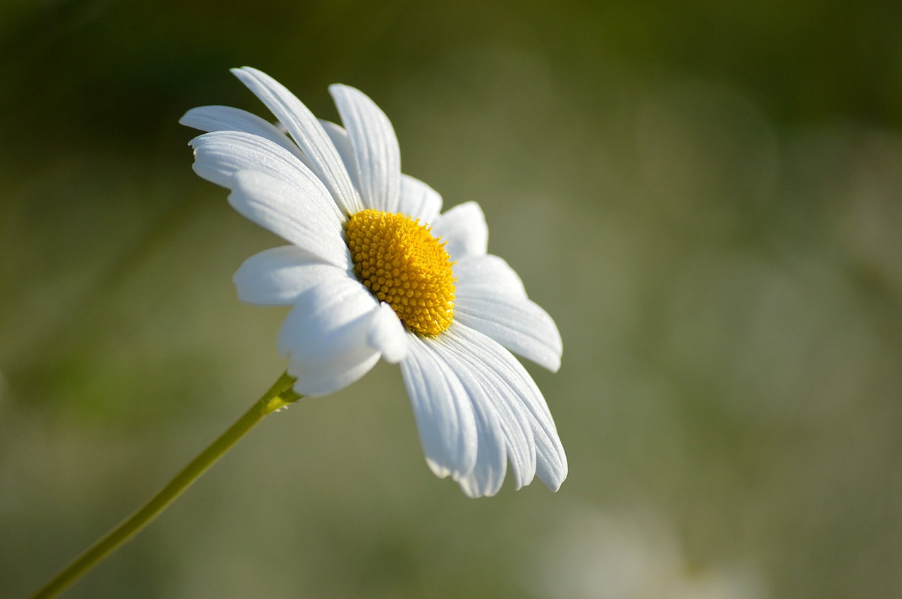 Daisy
